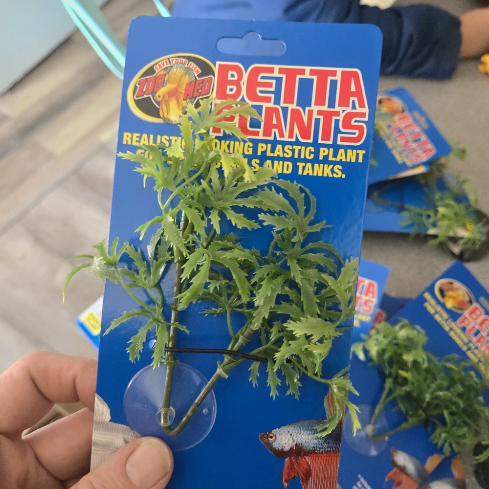 Betta Plants Green